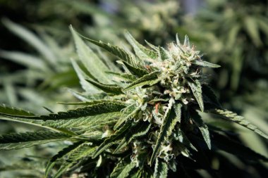 Bahçede yetişen kenevir bitkilerinin yakın plan çekimi