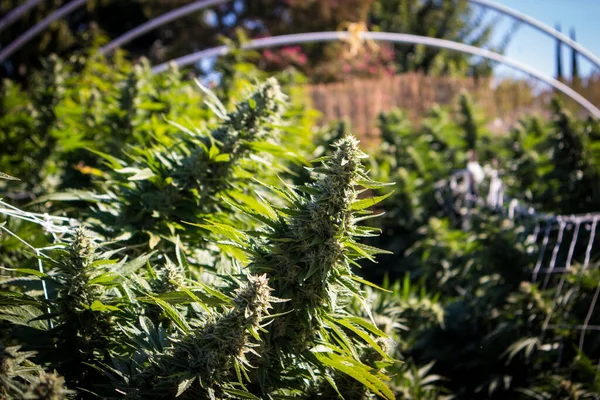 Primer Plano Las Plantas Cannabis Que Crecen Jardín — Foto de Stock