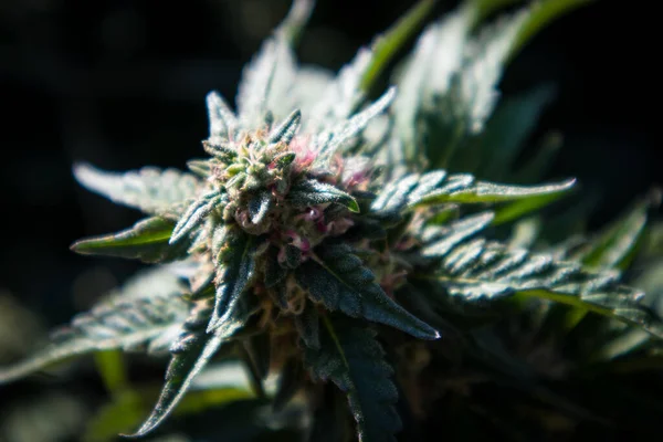 Cepa Papaya Las Plantas Cannabis Que Crecen Jardín Tiene Colores — Foto de Stock