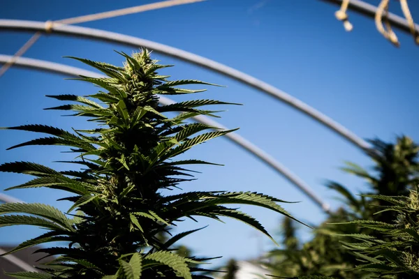 Primer Plano Las Plantas Cannabis Que Crecen Jardín — Foto de Stock