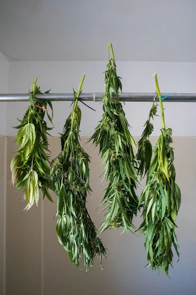 収穫後に乾燥するためにぶら下がっている大麻の花の新鮮な切り枝 — ストック写真