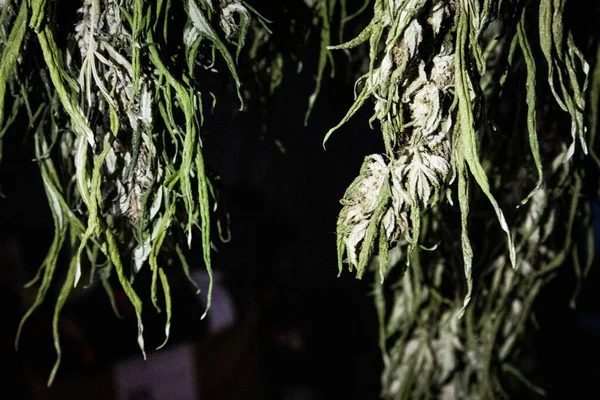 Sušené Marihuanové Květy Visící Sklizni — Stock fotografie