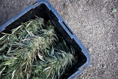 Hasat için kesilmiş bir kutu kenevir çiçeği.