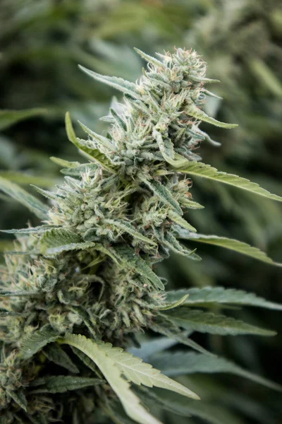 Planta Madura Cannabis Cultivada Jardín — Foto de Stock