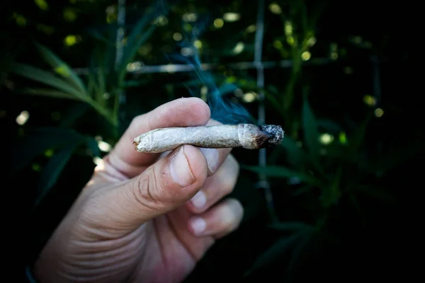 Mano Sosteniendo Cigarrillo Marihuana Enrollado Conocido Como Porro Persona Que — Foto de Stock