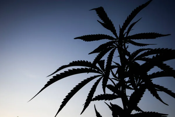 Silhouette of a young marijuana plant in a garden