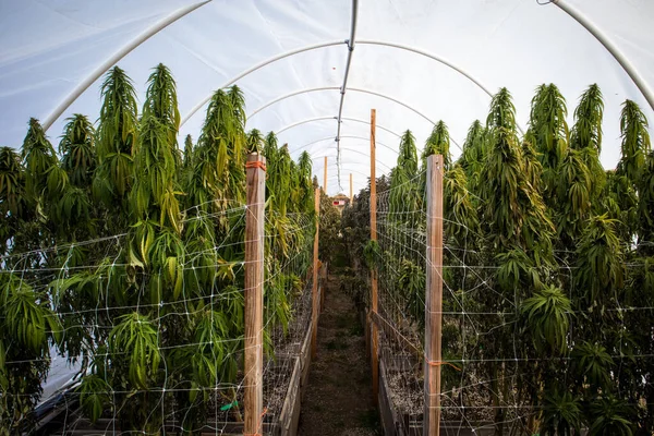 Marihuana Serasında Esrar Çiçekleri — Stok fotoğraf