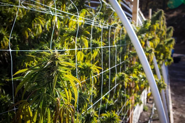 Plantas Cannabis Cultivadas Jardín Marihuana — Foto de Stock