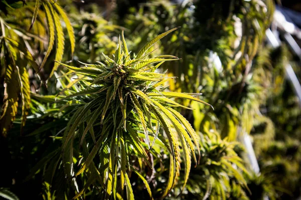 Cannabis Växter Växer Marijuana Trädgård — Stockfoto
