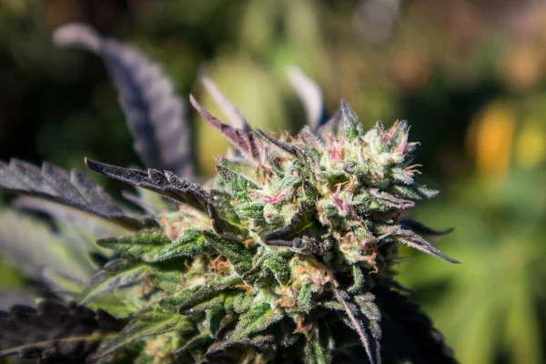 Cepa Papaya Las Plantas Cannabis Crece Con Hojas Color Púrpura — Foto de Stock