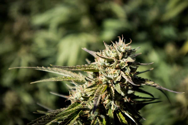 Flor Cannabis Creciendo Jardín Marihuana — Foto de Stock
