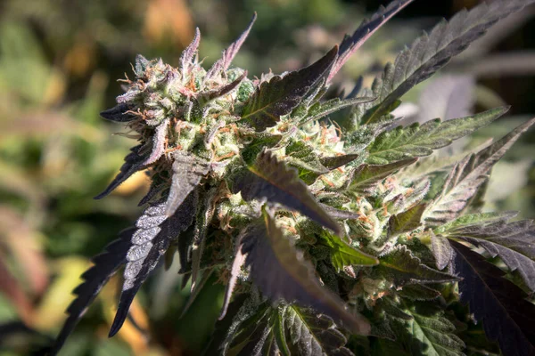 Cepa Papaya Las Plantas Cannabis Crece Con Hojas Color Púrpura — Foto de Stock
