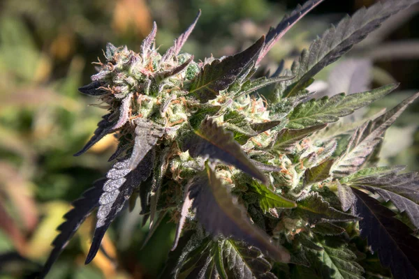 Kenevir bitkilerinin Papaya türü mor renkli yapraklarla yetişir