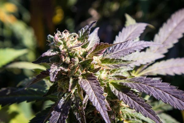 Una Gran Flor Cannabis Cepa Papaya Crece Jardín Marihuana Las — Foto de Stock