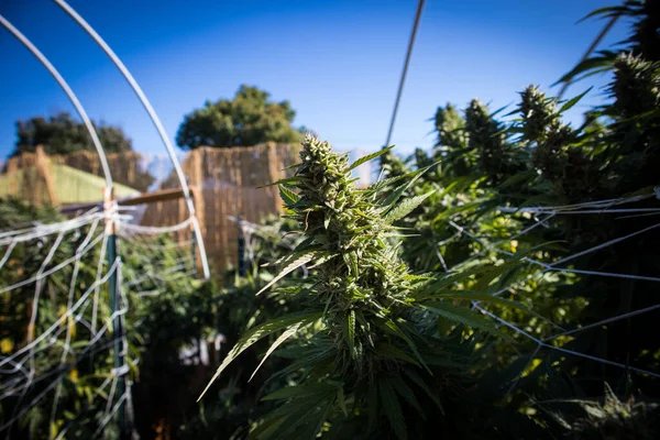 Gran Flor Cannabis Floreciendo Jardín Marihuana California — Foto de Stock