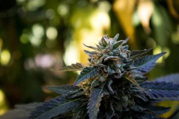 Una Gran Flor Cannabis Cepa Papaya Crece Jardín Marihuana Las — Foto de Stock