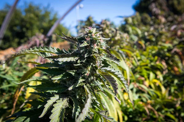 Gran Flor Cannabis Floreciendo Jardín Marihuana — Foto de Stock