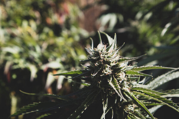 Крупный план цветка марихуаны

