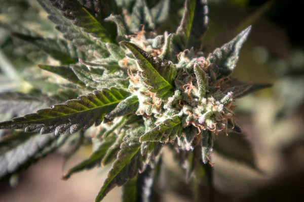 Primer Plano Una Flor Marihuana — Foto de Stock