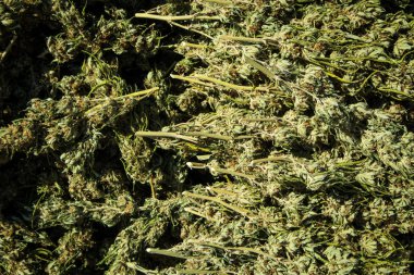 Kaliforniya 'da hasat mevsiminde uzun kurumuş marihuana tomurcukları