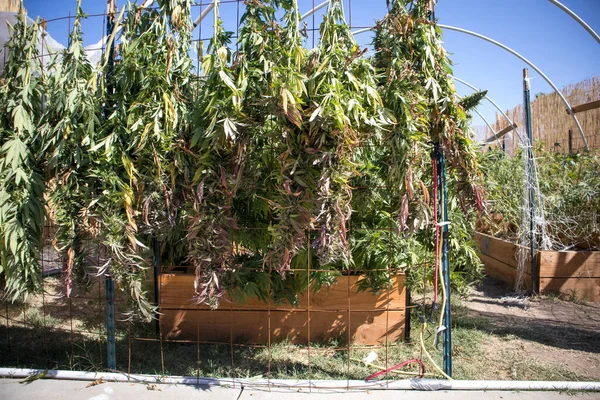 Cosecha Fresca Plantas Marihuana Colgando Una Cerca Jardín — Foto de Stock