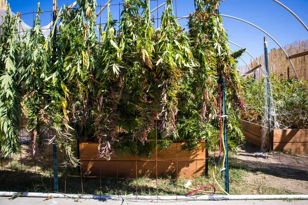 Cosecha Fresca Plantas Marihuana Colgando Una Cerca Jardín — Foto de Stock