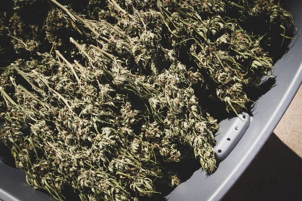カリフォルニアの収穫期に乾燥大麻の花芽のプラスチック製の浴槽 — ストック写真