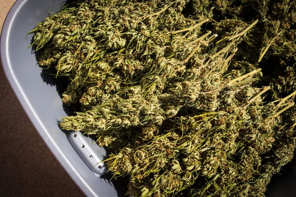 Bin Dried Cannabis Flower Buds Harvest Season California — Stock Photo, Image