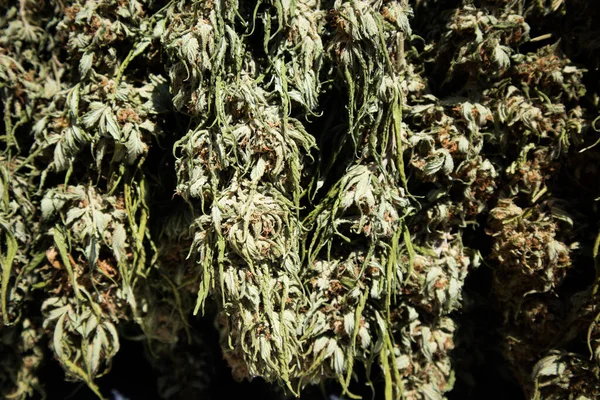 Detailní Záběr Marihuanových Pupenů Během Sklizně Kalifornii — Stock fotografie