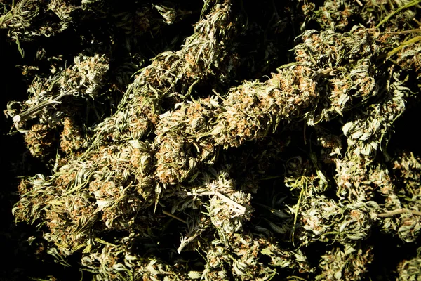 Kaliforniya Hasat Döneminde Marihuana Tomurcuklarını Kapatın — Stok fotoğraf