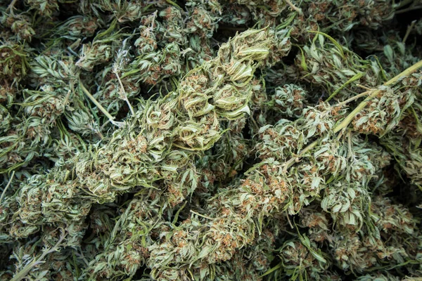 Kaliforniya Hasat Döneminde Marihuana Tomurcuklarını Kapatın — Stok fotoğraf