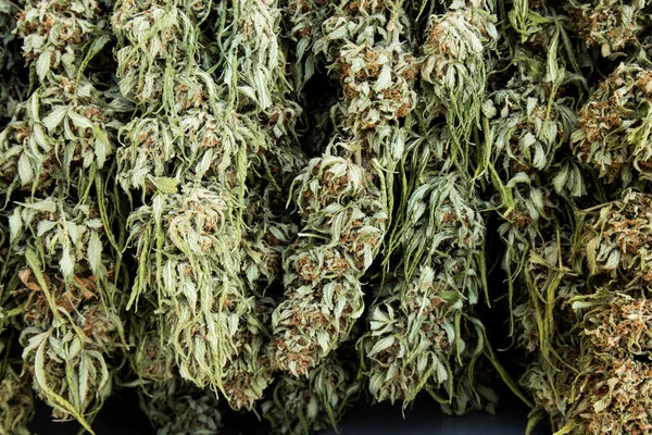 Kaliforniya Hasat Döneminde Marihuana Tomurcuklarını Kapatın — Stok fotoğraf