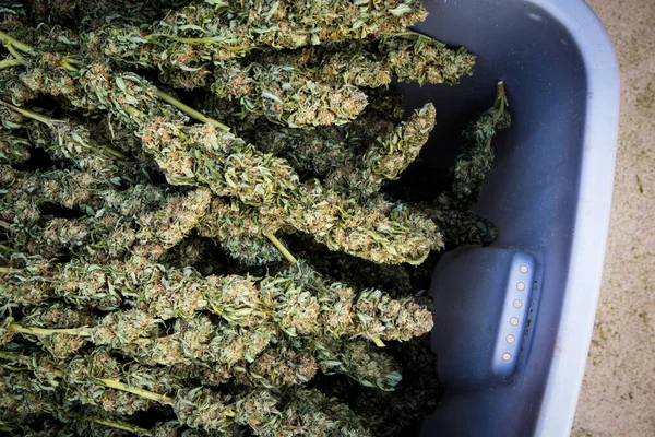 Bin Dried Cannabis Flower Buds Harvest Season California — Stock Photo, Image