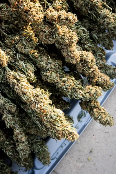 Egy Doboz Szárított Kannabiszvirág Bimbó Betakarítási Időszakban Kaliforniában — Stock Fotó