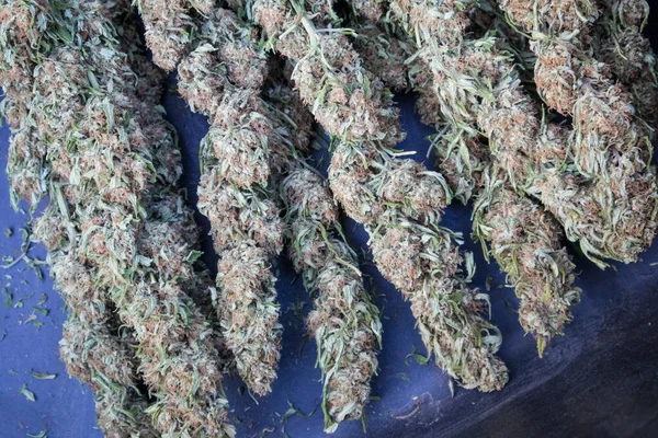 Une Corbeille Bourgeons Cannabis Séché Pendant Saison Récolte Californie — Photo