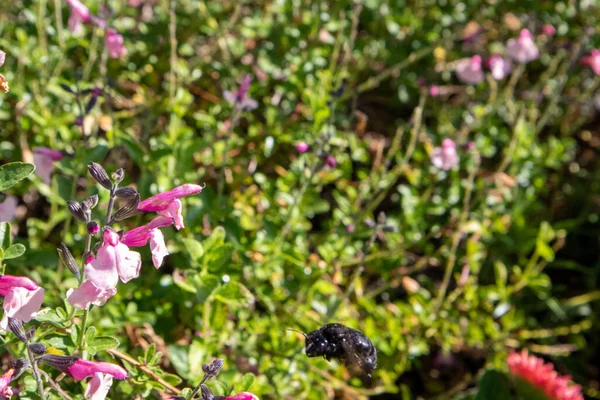 Grande Calabrone Nero Impollinare Fiore Salvia Rosa — Foto Stock