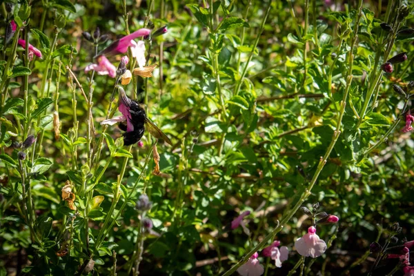 Grande Calabrone Nero Impollinare Fiore Salvia Rosa — Foto Stock