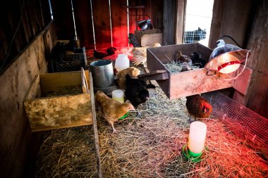 Eski taşra ambarındaki tavuklara yakın çekim