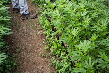 Marihuana Klonlarıyla Kenevir Bakımevinde Çalışan Çizmeli Adam