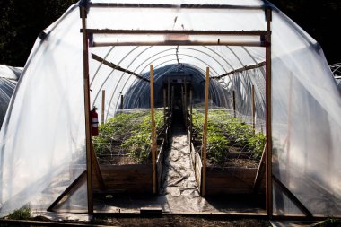 Serada büyüyen marihuananın yakın plan çekimi