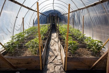 Serada büyüyen marihuananın yakın plan çekimi