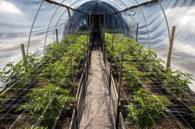 Serada büyüyen marihuananın yakın plan çekimi