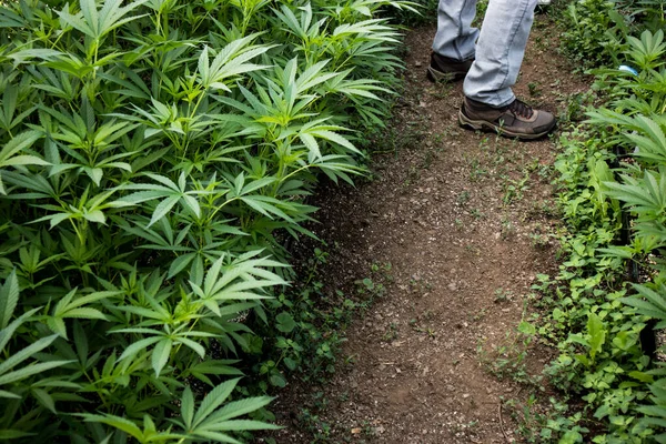 Marihuana Klonlarıyla Kenevir Bakımevinde Çalışan Çizmeli Adam