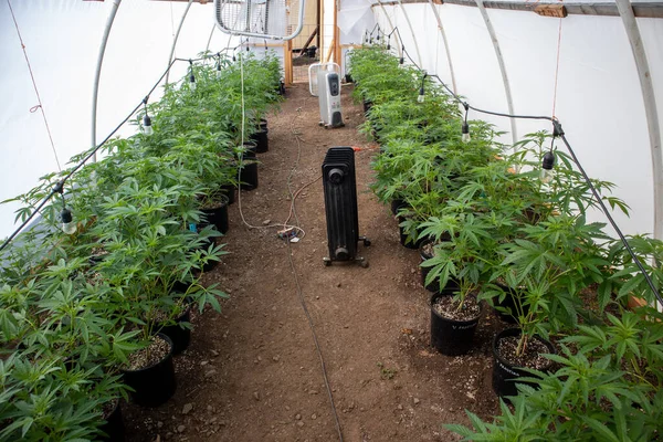 Primer Plano Cultivo Marihuana Invernadero — Foto de Stock