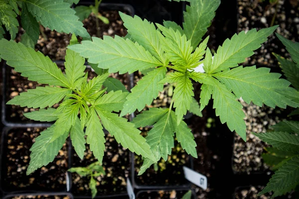 Clones Vivero Plantas Cannabis — Foto de Stock