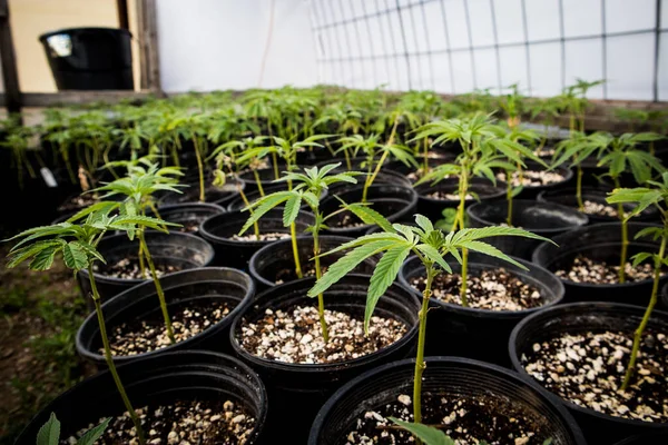 Clones Vivero Plantas Cannabis — Foto de Stock