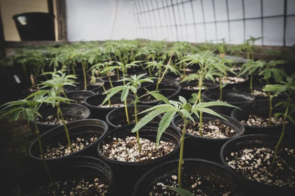 Clones Vivero Plantas Cannabis — Foto de Stock