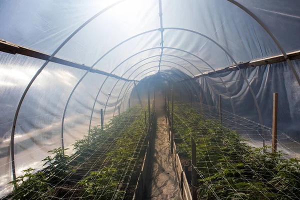 Plantas Cannabis Crescendo Uma Estufa Fumegante — Fotografia de Stock