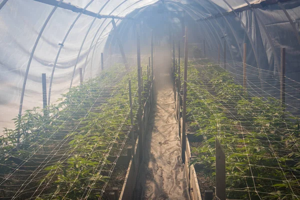 Plantas Cannabis Crescendo Uma Estufa Fumegante — Fotografia de Stock