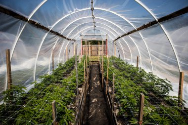 Bir Yeşil Ev 'de büyüyen Kenevir Bitkileri